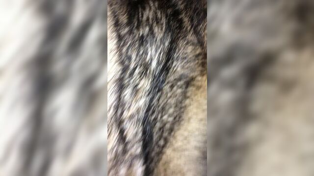Cum on Wolf Fur