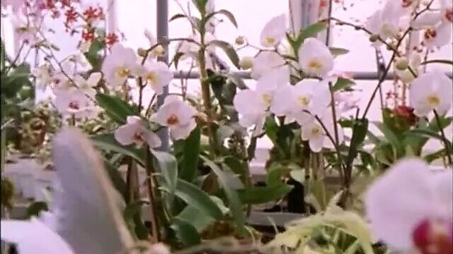 Sex and the City Season 4 Sex Scenes